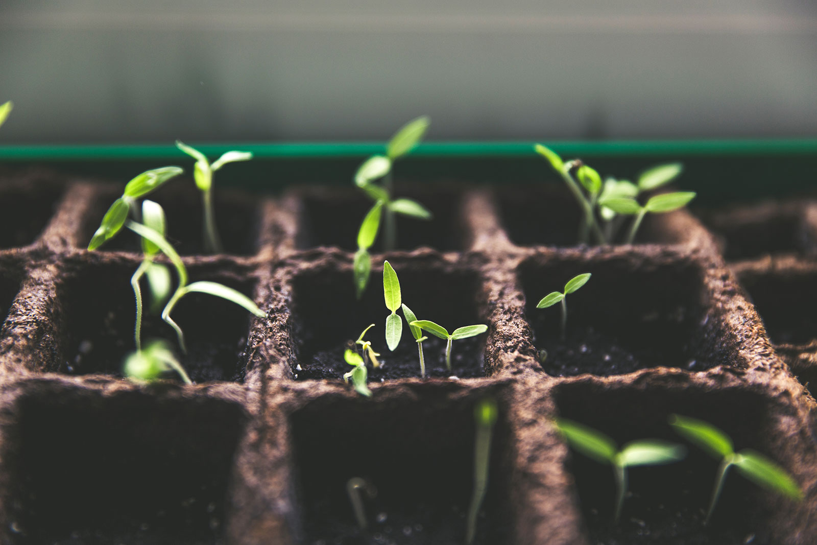 Crop Selection