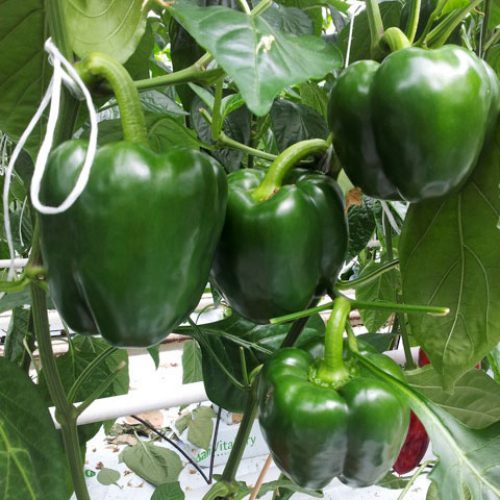 Green Capsicum Seeds
