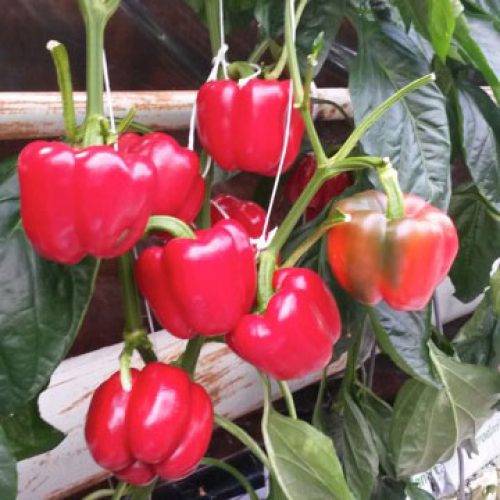 Red Capsicum Seeds