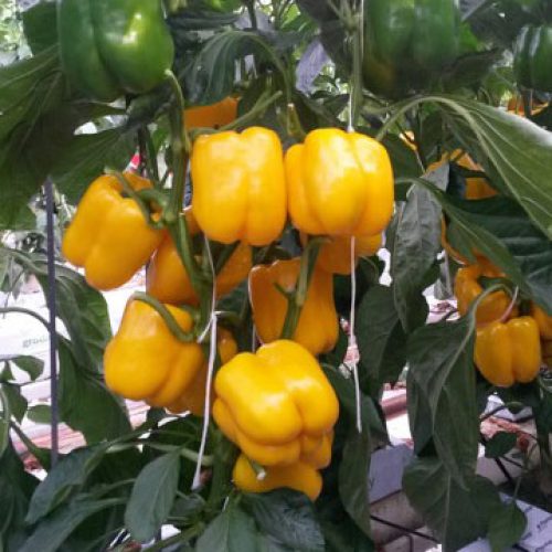 Yellow Capsicum Seeds